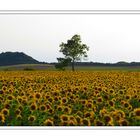 Campo di girasoli