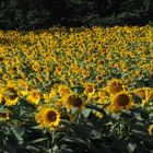 campo di girasoli