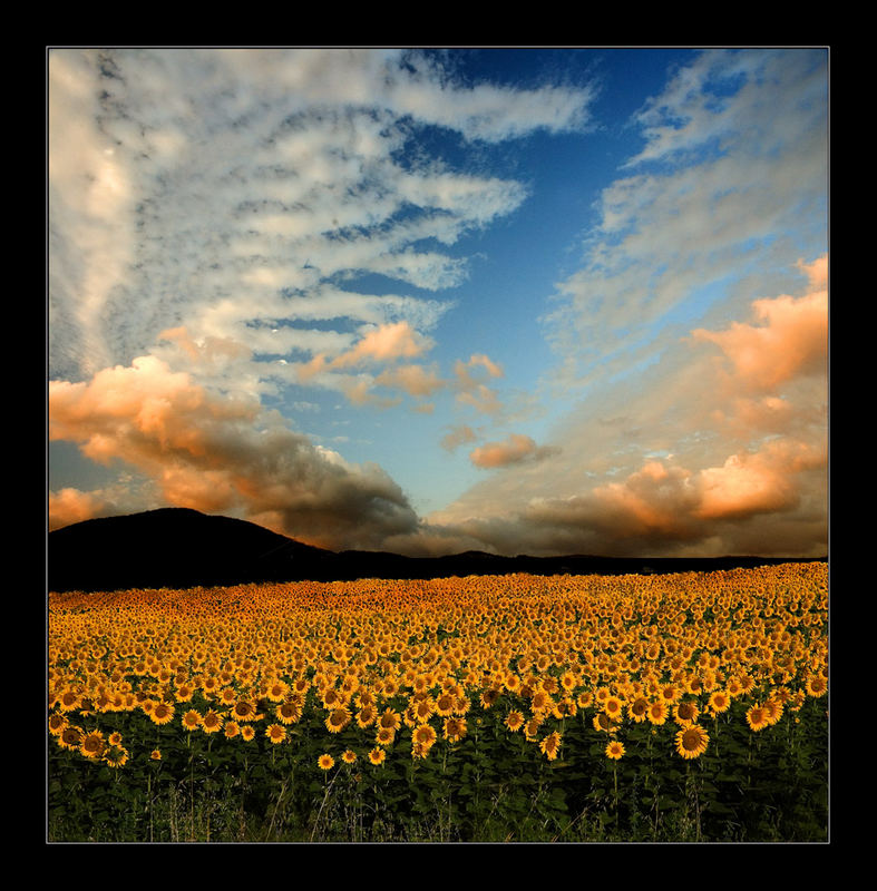 Campo di girasoli