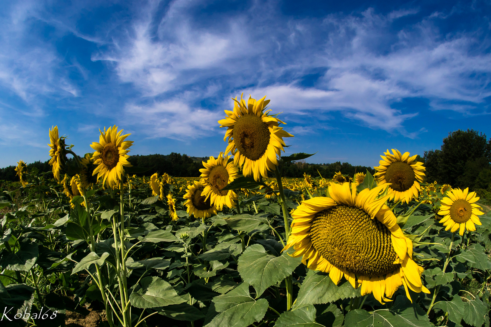 campo di girasoli agosto 2018