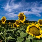 campo di girasoli agosto 2018