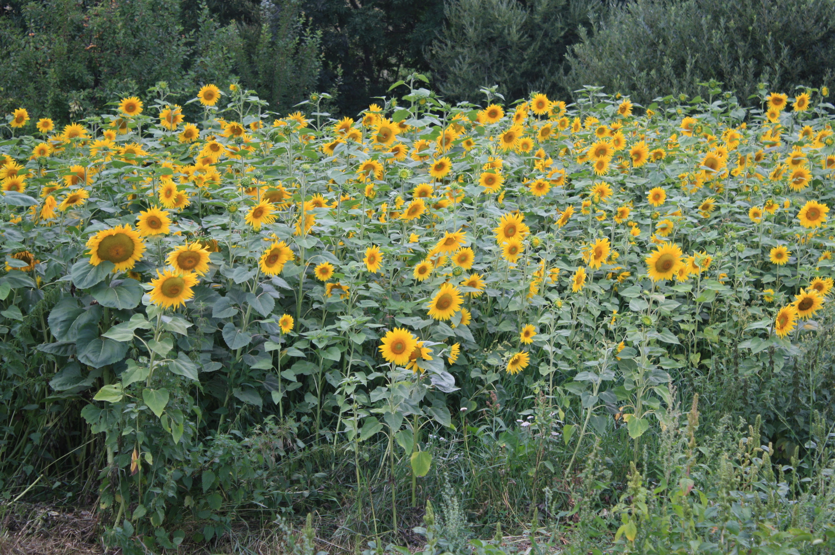 Campo di girasoli