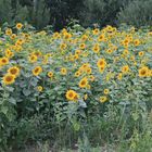 Campo di girasoli