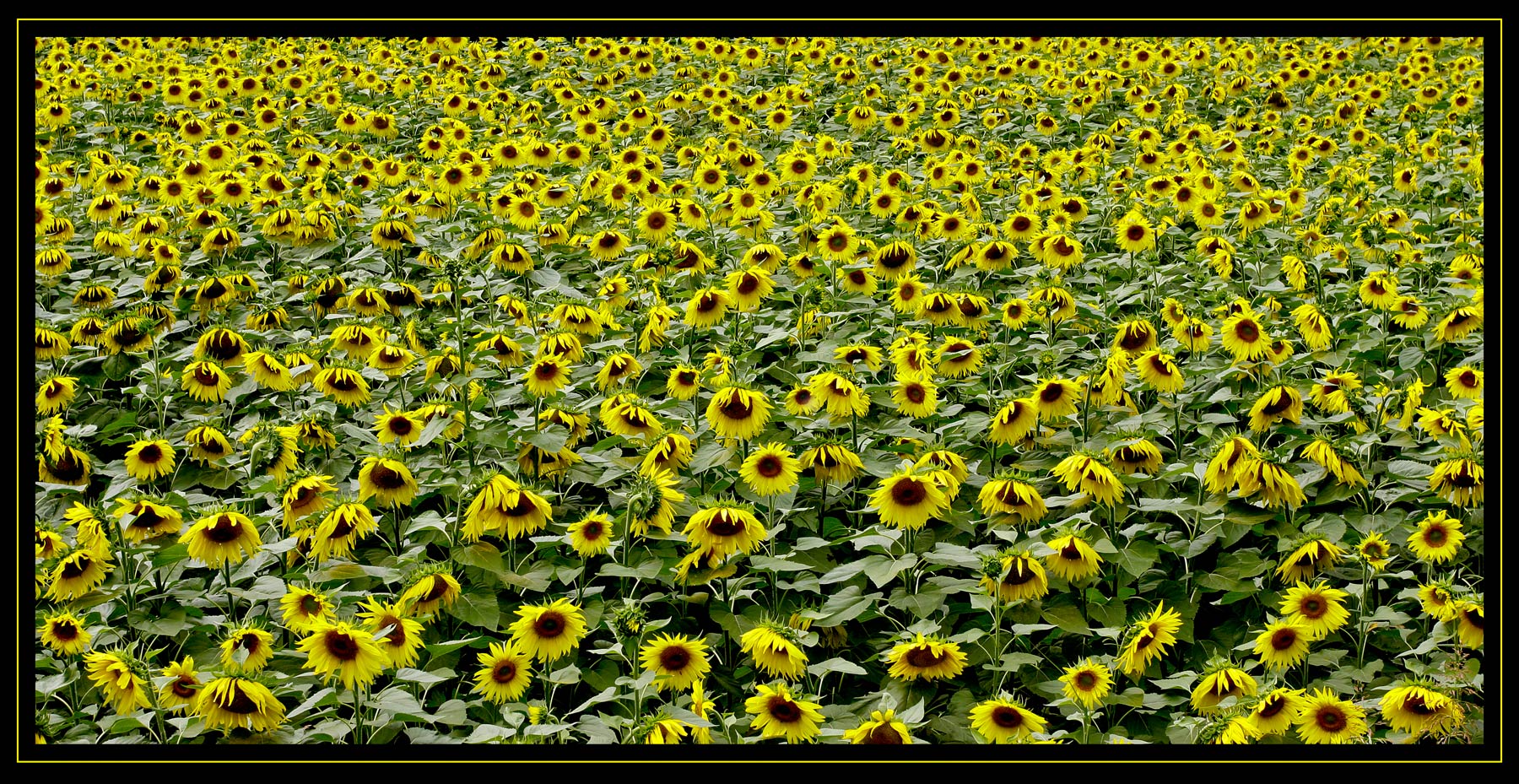 Campo di girasoli