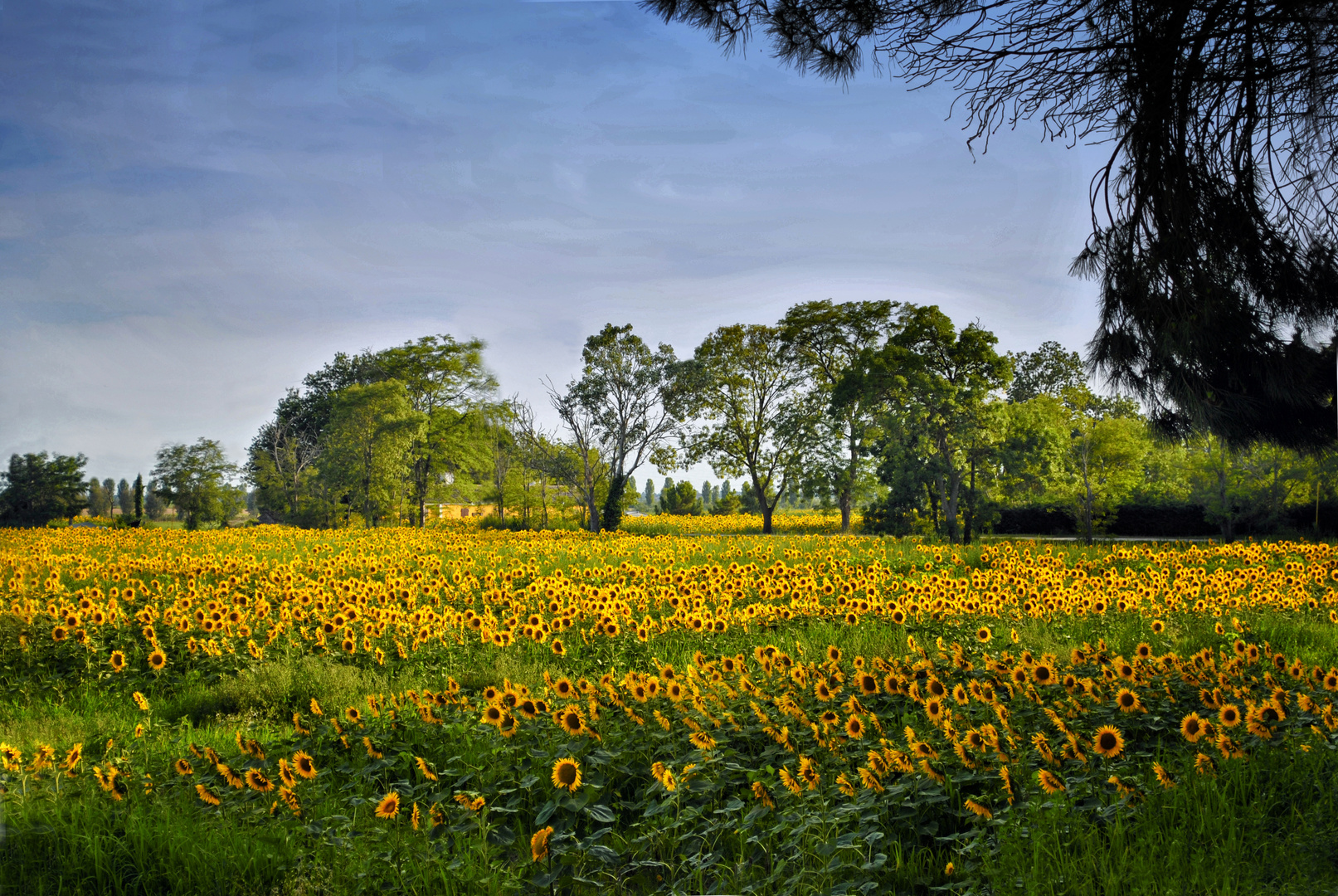 campo di girasoli