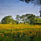 campo di girasoli