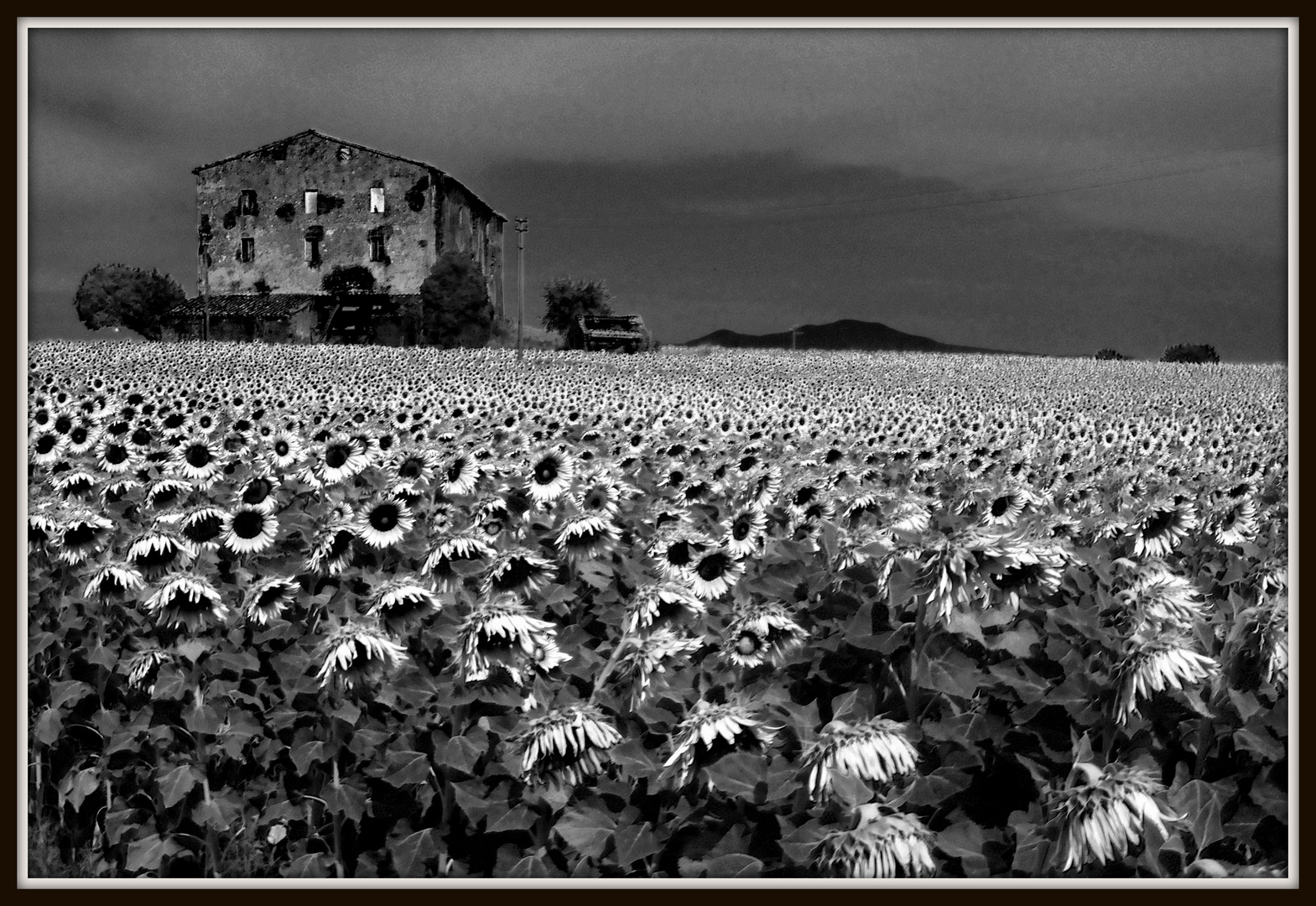 Campo di girasoli con casale abbandonato in una cupa giornata