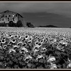 Campo di girasoli con casale abbandonato in una cupa giornata