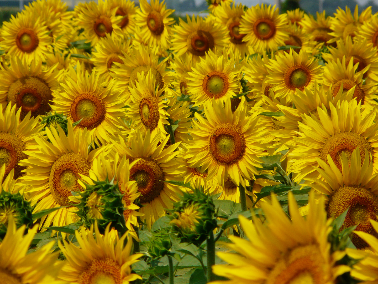 Campo di girasoli