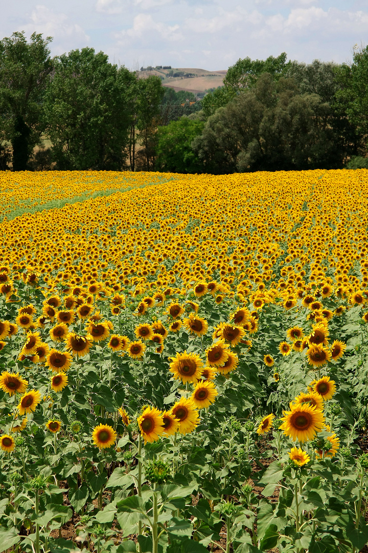 Campo di girasoli