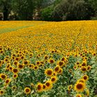 Campo di girasoli