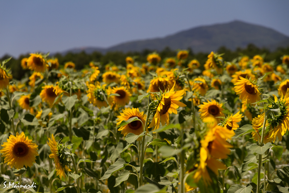 Campo di girasoli