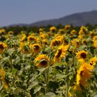 Campo di girasoli