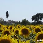 campo di girasoli.