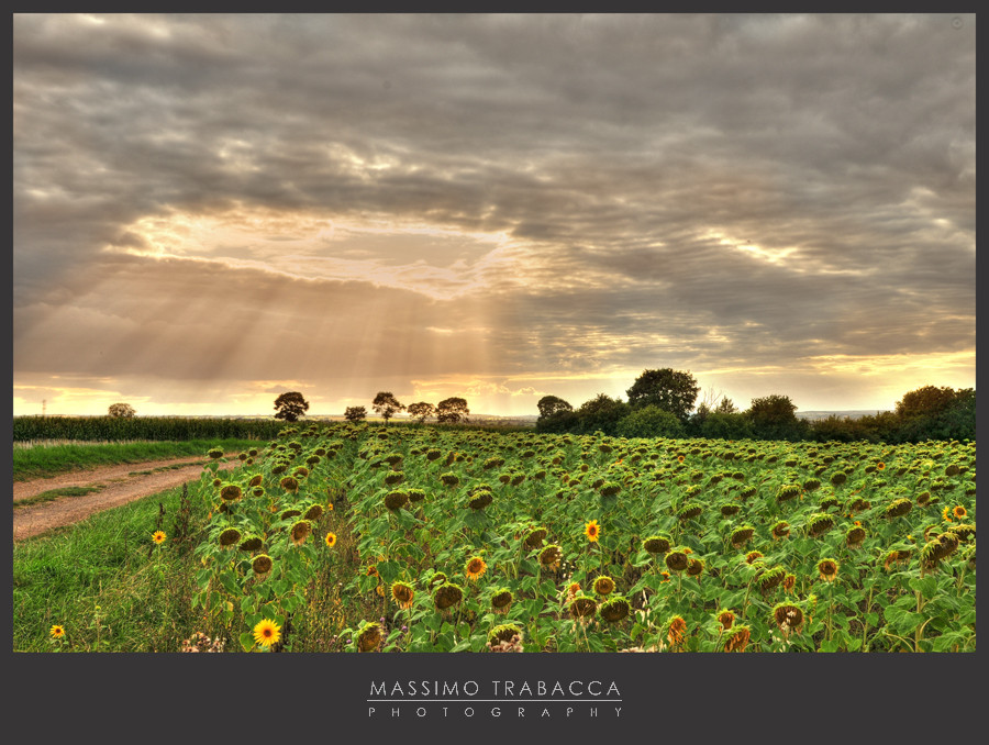 Campo di girasoli in Borgogna