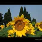 Campo di girasoli in Toscana