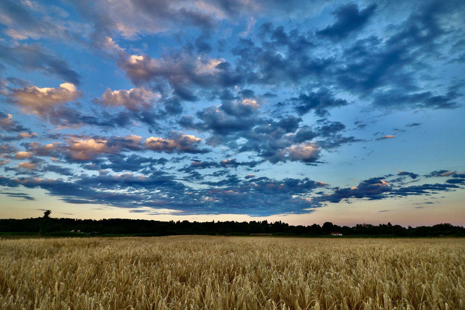 campo di grano