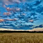 campo di grano