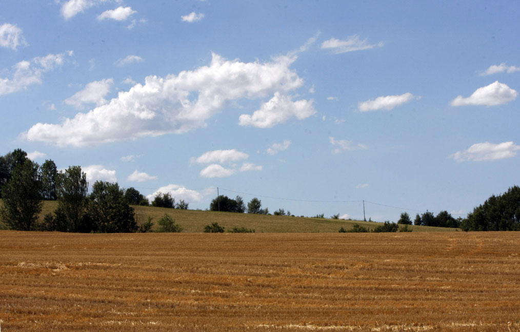 campo di grano