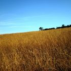 campo di grano