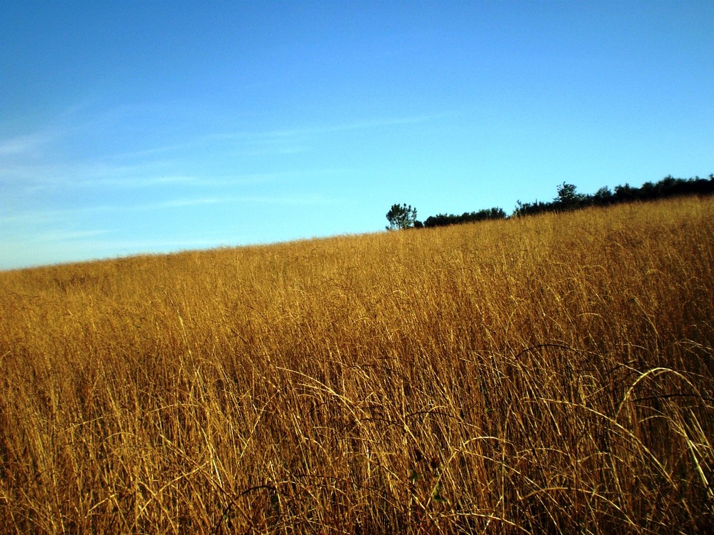 campo di grano von giovanni selvaggio 