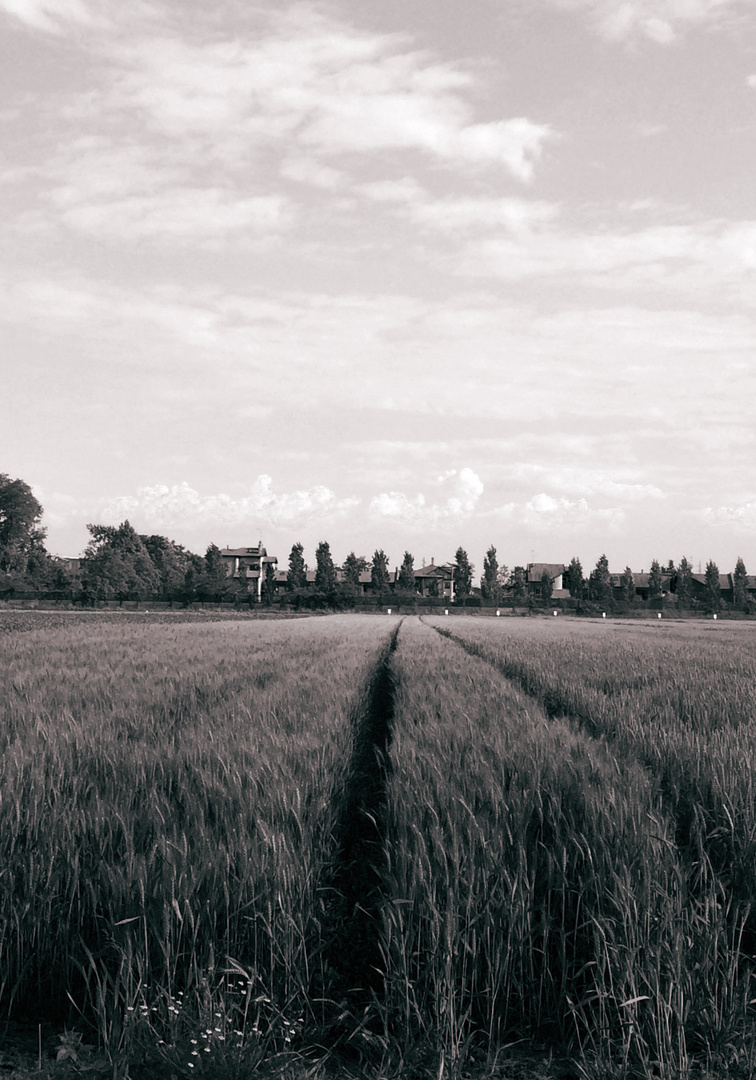 CAMPO DI GRANO