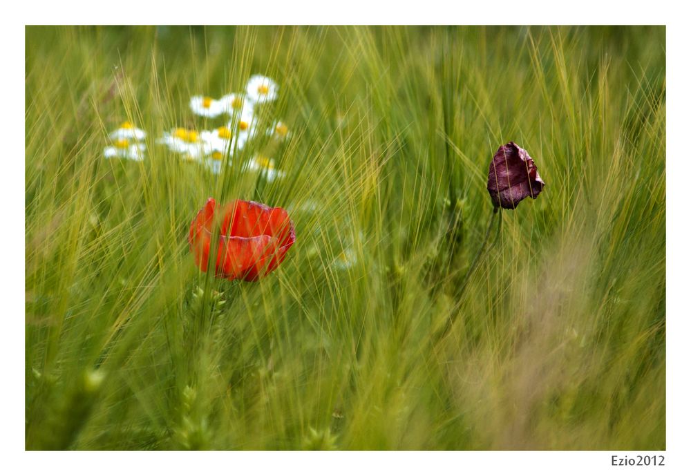 ... Campo di Grano...