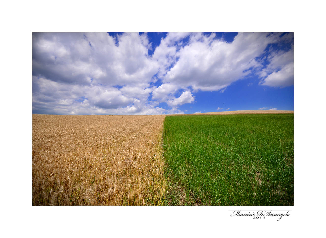 Campo di grano