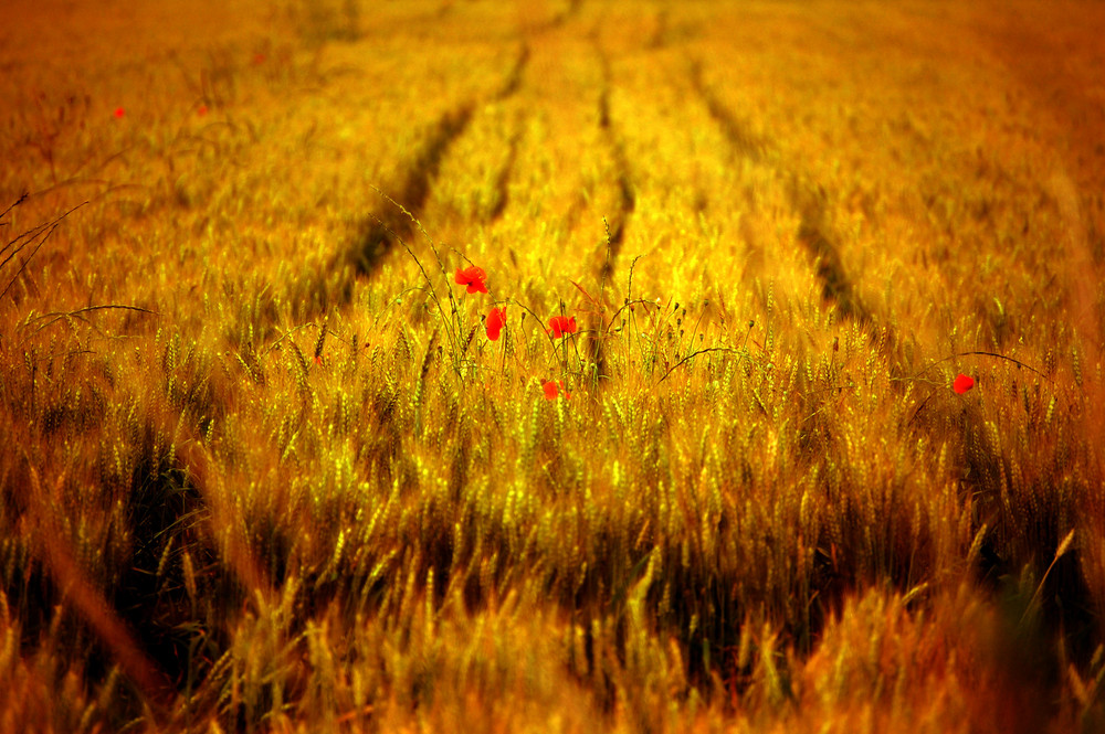 campo di grano