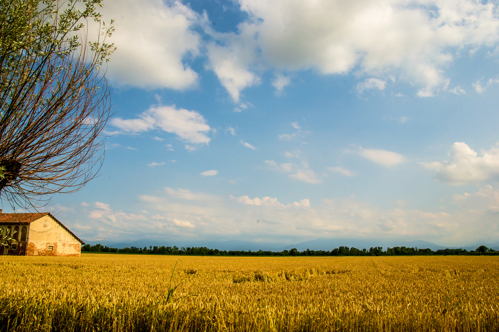 Campo di grano