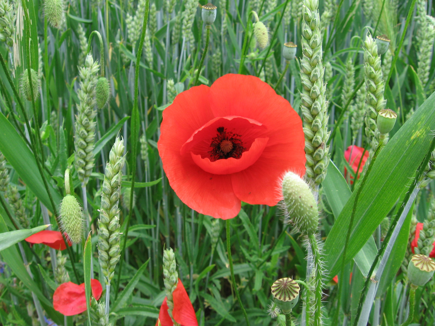 Campo di grano