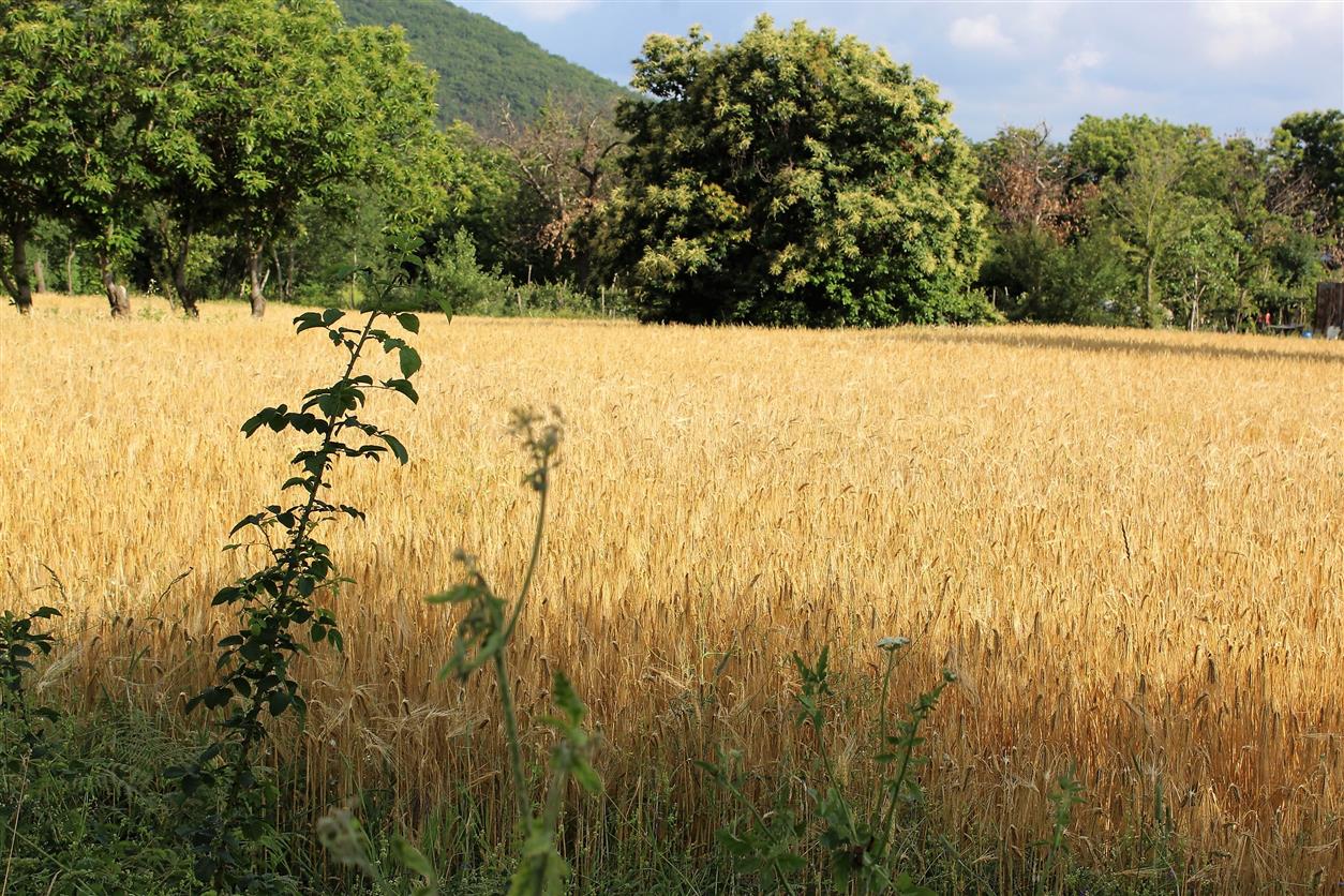 Campo di grano