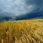 Campo di grano con cielo minaccioso