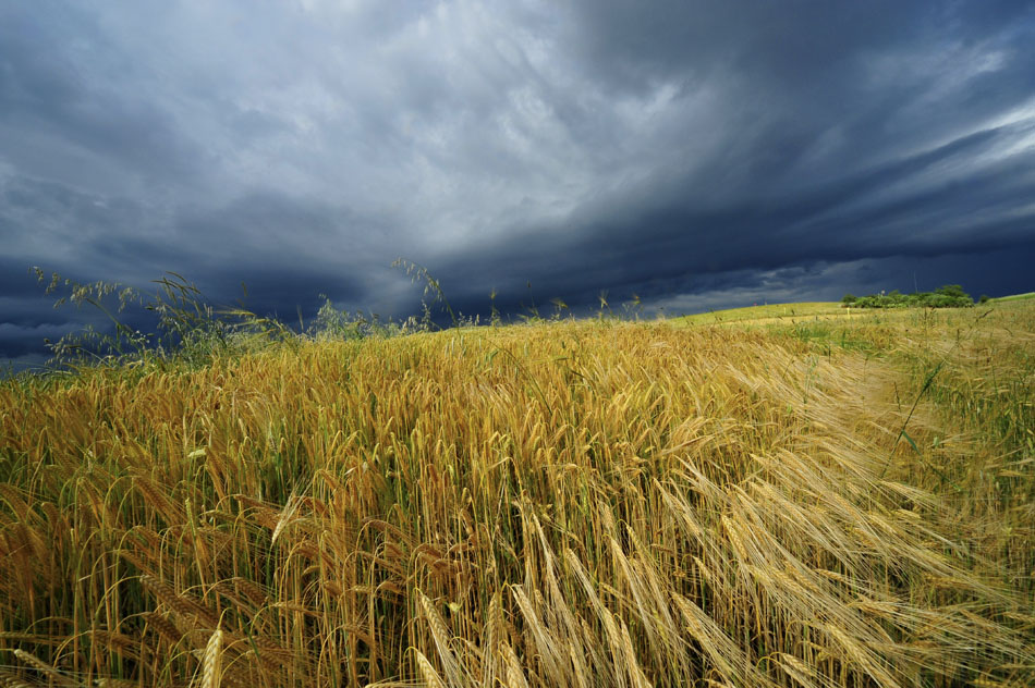 Campo di grano con cielo minaccioso