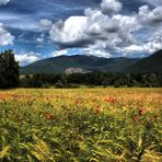 Campo di grano con papaveri