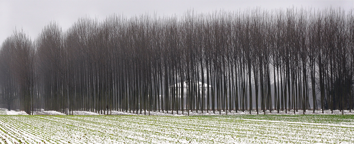 Campo di grano con Villa