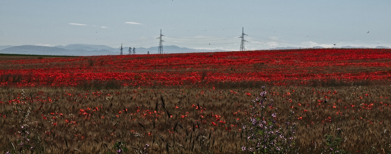 Campo di grano e papaveri