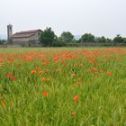 Campo di Grano e Papaveri