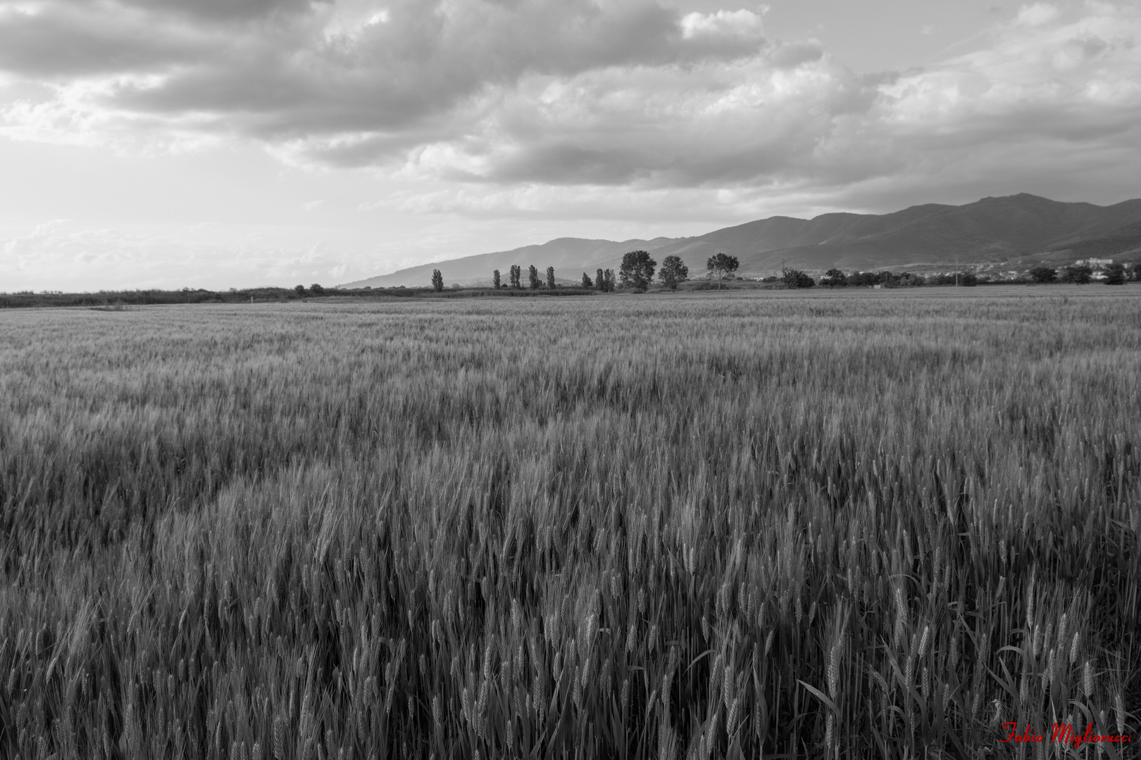 Campo di grano- Toscana