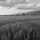 Campo di grano- Toscana