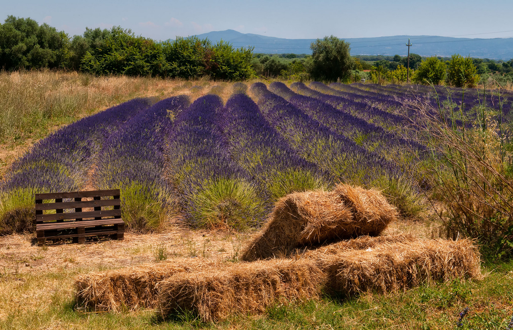 Campo di lavanda a Tuscania