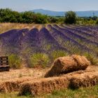 Campo di lavanda a Tuscania