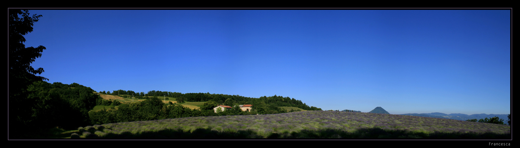 Campo di lavanda