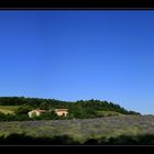 Campo di lavanda