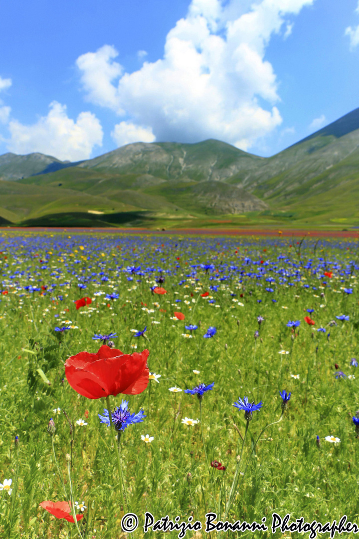 Campo di lenticchie in fiore