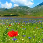 Campo di lenticchie in fiore