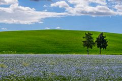 Campo di Lino in Val d'Orcia