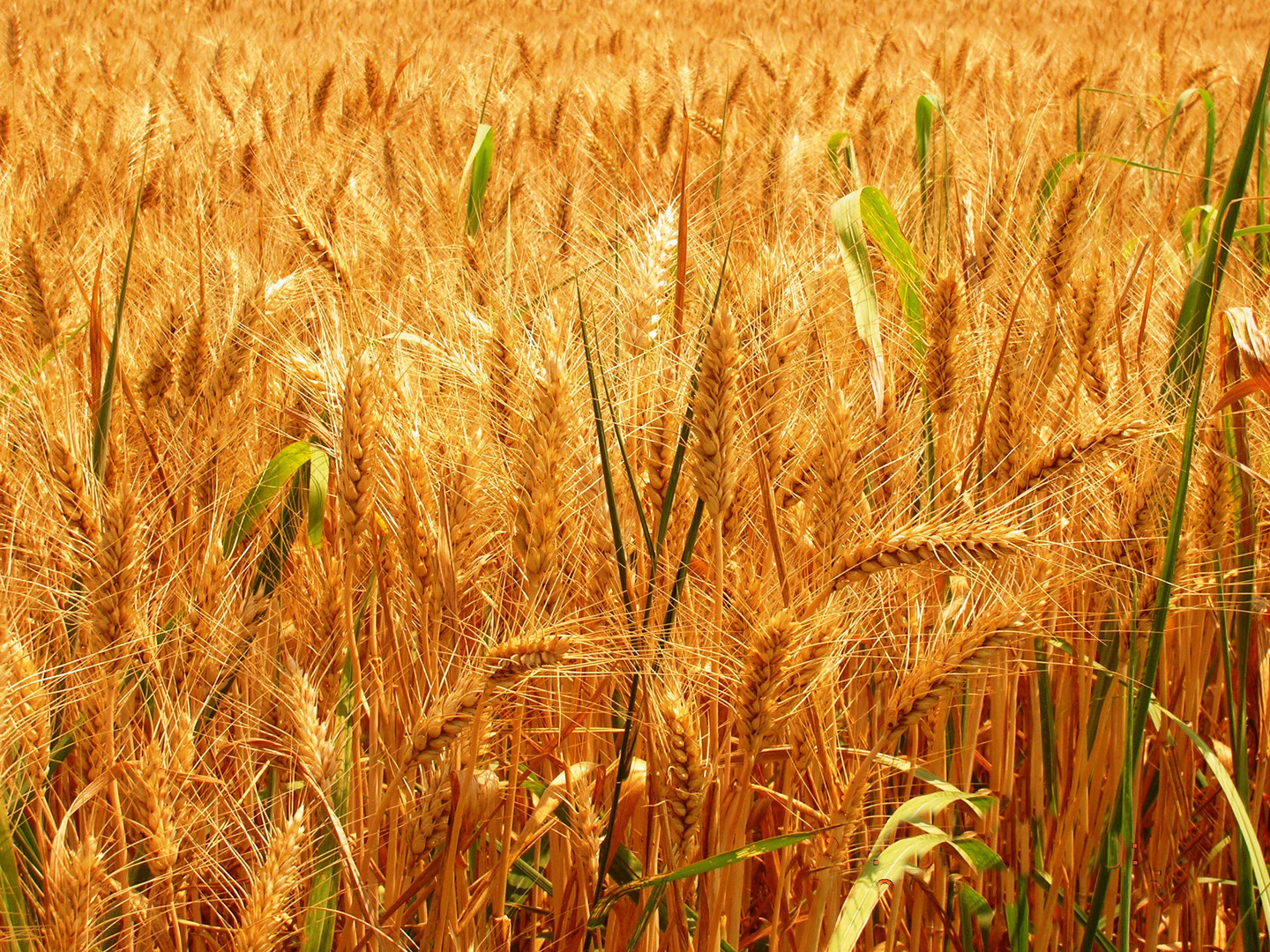 Campo di pane.