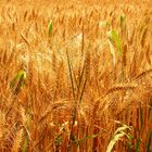 Campo di pane.