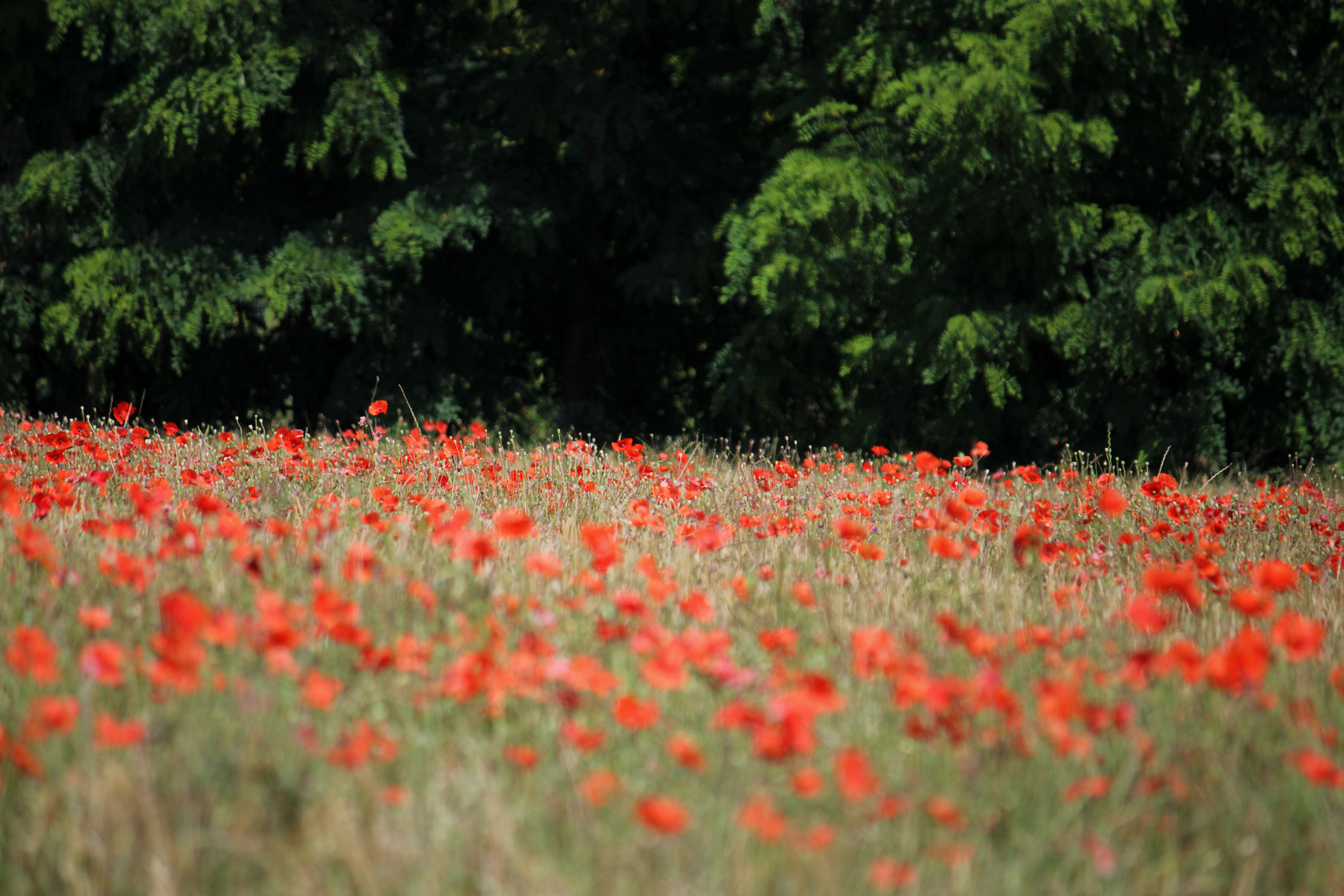 Campo di papaveri